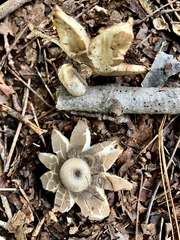 Geastrum pectinatum