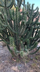 Austrocylindropuntia subulata