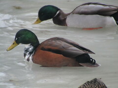 Anas platyrhynchos domesticus