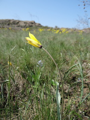 Tulipa sylvestris australis