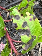 Stigmella heteromelis
