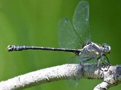 Octogomphus specularis