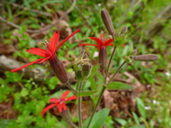 Silene virginica