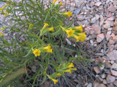 Lithospermum multiflorum