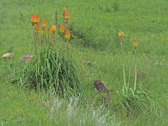 Kniphofia linearifolia