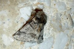Thaumetopoea processionea
