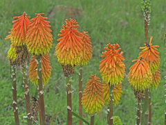 Kniphofia linearifolia
