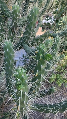 Austrocylindropuntia subulata