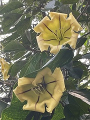 Solandra