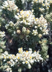 Helichrysum niveum