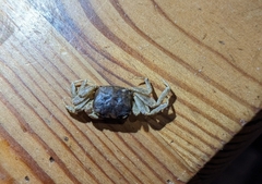 Decapoda