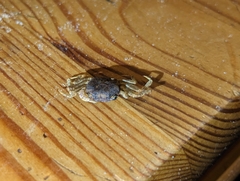 Decapoda