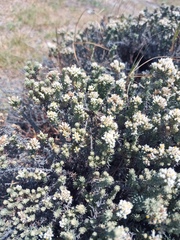 Helichrysum niveum