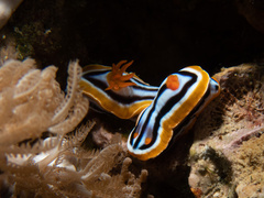 Chromodoris quadricolor