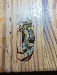 Decapoda