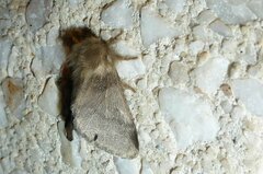 Thaumetopoea processionea