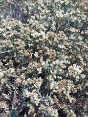 Helichrysum niveum