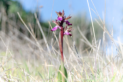 Anacamptis collina