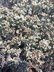 Helichrysum niveum
