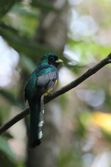 Trogon rufus