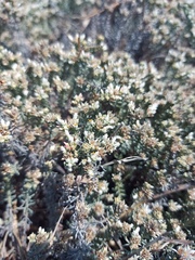 Helichrysum niveum