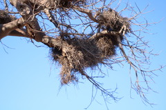 Bubalornis niger niger