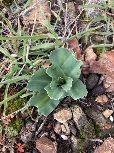 iNaturalist observation photo of wavy-leafed soap plant