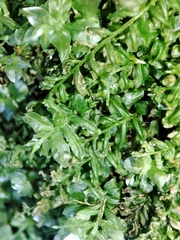 Plagiomnium undulatum