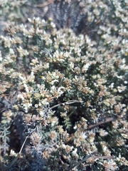 Helichrysum niveum