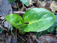 Arum cylindraceum