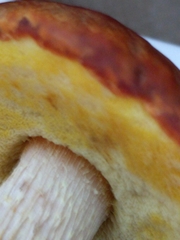 Aureoboletus projectellus