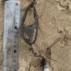 Scyliorhinus stellaris