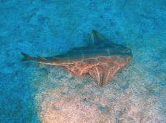 Angel Shark