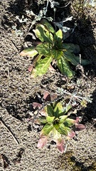Oenothera wolfii