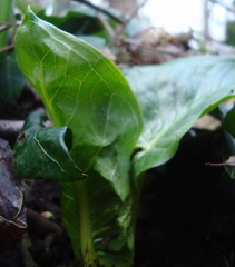 Arum cylindraceum
