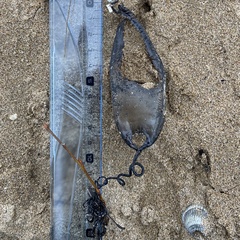 Scyliorhinus stellaris