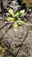 Oenothera wolfii