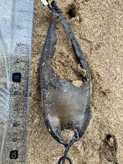 Scyliorhinus stellaris