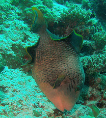 Pseudobalistes flavimarginatus