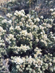 Helichrysum niveum
