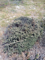 Helichrysum niveum