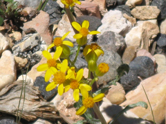Packera multilobata