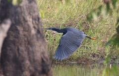 Egretta ardesiaca