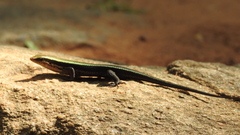 Eutropis madaraszi