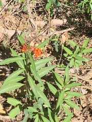 Asclepias curassavica