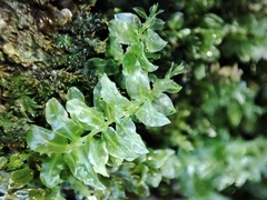 Plagiomnium undulatum