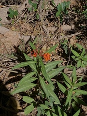 Asclepias curassavica