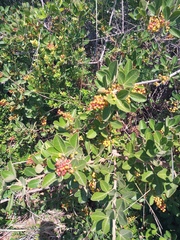 Searsia laevigata
