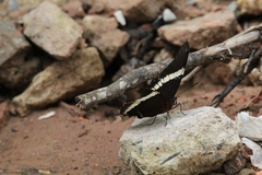 Siproeta epaphus trayja