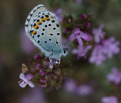 Pseudophilotes baton
